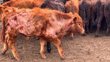 Dependiendo del grado de infestación, la sarna bovina puede generar pérdidas de entre 10 y 50 kilos en animales de cría.