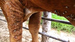 Garrapatas: uno de los principales desafíos sanitarios y productivos de la ganadería uruguaya. Garrapatas: uno de los principales desafíos sanitarios y productivos de la ganadería uruguaya.