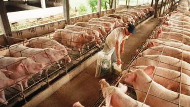 La vacunación estratégica es fundamental para proteger a los porcinos.