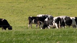 Las exportaciones de productos lácteos registraron un notable salto interanual. Las exportaciones de productos lácteos registraron un notable salto interanual.