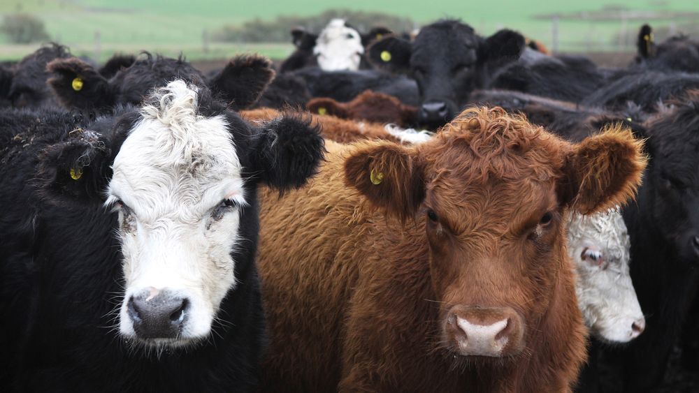 Estrategias clave para frenar la tuberculosis bovina. Estrategias clave para frenar la tuberculosis bovina.