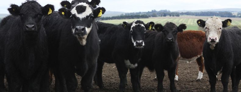 La iniciativa busca establecer la trazabilidad precisa de cada animal desde el eslabón primario hasta la industria frigorífica.