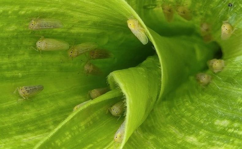 Continuará el monitoreo de la chicharrita a través de las trampas distribuidas en la zona maicera.