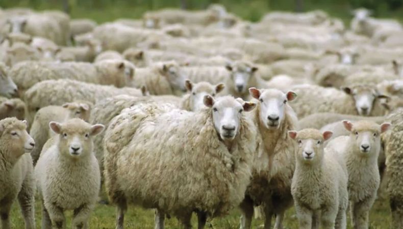 Formación práctica en diagnóstico veterinario para pequeños rumiantes.