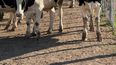 La eficiencia en la producción de carne Holando en sistemas de Feedlot es clave para el sector agropecuario argentino.