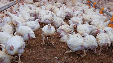 Motivar | Influenza 4 copia.jpg