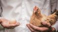 ¿Una Salud? Luego que se quitara la obligatoriedad de aplicar la vacuna a los animales de manera anual, se bajó la guardia contra la enfermedad.