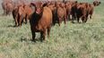 La estabilidad de precios en el mercado de la carne vacuna local es clave para el sector agropecuario argentino.
