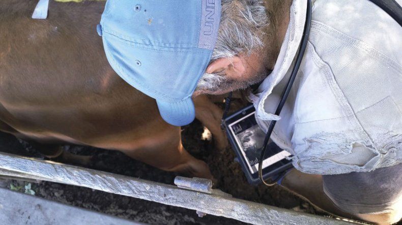 El manejo de la reproducción en La Choza se fundamenta en ventajas clave que hacen a la eficiencia.