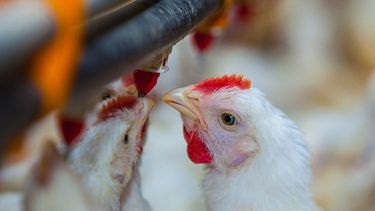Influenza aviar. Científicos destacan la importancia de la vigilancia genómica en virología animal.