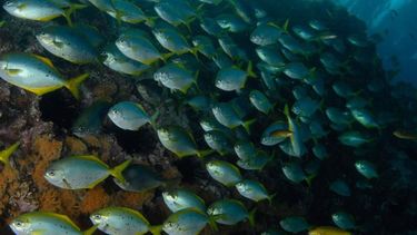 Resistencia antimicrobiana también en peces.
