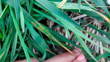 Las hojas del trigo muestran los primeros signos del avance de la enfermedad.