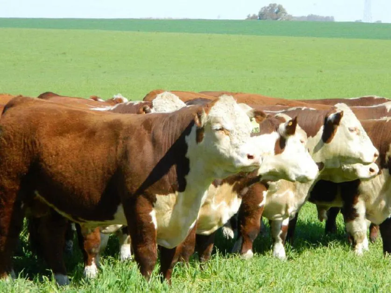 Castración. Los bovinos de la categoría MEG tienen ventajas productivas intrínsecas.