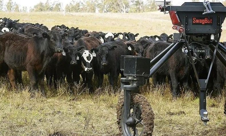 La “vaca” inteligente es un robot&nbsp; impulsado por IA y ayuda a un mejor desarrollo de los terneros.
