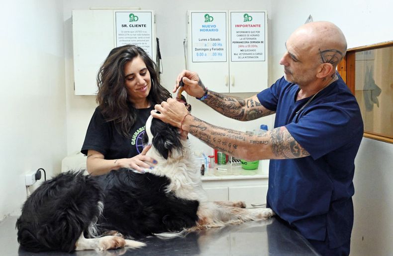 MV José Massabo, referente de la AVCA, en su consultorio profesional explicó el alcance de la ley sobre el cannabis en veterinaria.
