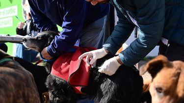 La vacunación se realiza en distintos puntos estratégicos de la ciudad.