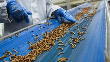 Senasa se pone a tono con el incremento del uso de insectos para la alimentación de los animales.