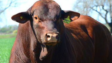 Brangus, la raza plástica que se adapta a condiciones ambientales hostiles.