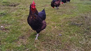 La innovación e investigación en avicultura mejora la producción invernal de huevos.