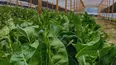 Los bioles impulsados por el INTA son una solución innovadora para la sostenibilidad de los cultivos.