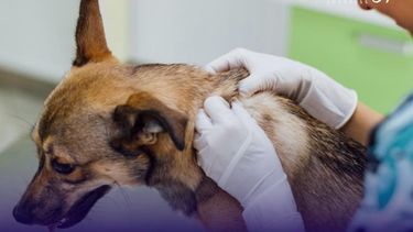 El congreso de dermatología veterinaria se dará en un ámbito que permitala discusión directa y fluida de conceptos fisiopatológicos, clínicos yterapéuticos.