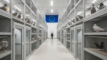 Europa refuerza los controles por brotes de influenza aviar.