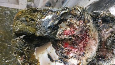 Las enfermedades podales en las vacas afectan el consumo de alimento y la producción de leche.&nbsp;