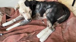Velentín, el perro que inspirió la iniciativa. Sobrevivió gracias a la atención de veterinarios. Velentín, el perro que inspirió la iniciativa. Sobrevivió gracias a la atención de veterinarios.