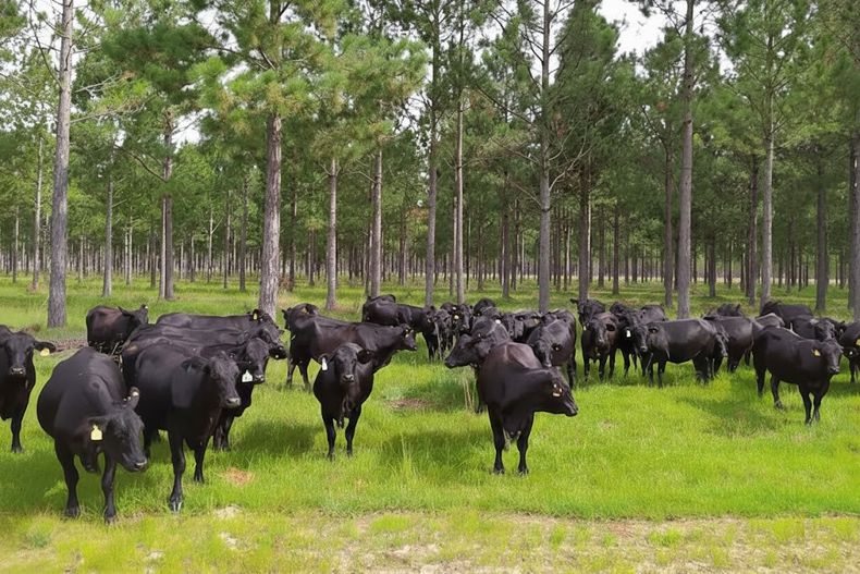 Apostar por estrategias de bienestar y resiliencia es parte del nuevo ABC de la ganadería.