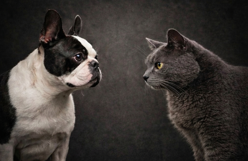 Las Jornadas Mesopotámicas de Medicina Veterinaria estarán enfocadas en braquicéfalos y felinos.