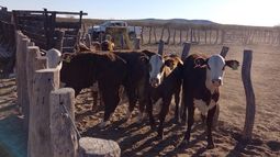 Fiebre aftosa. Los controles se realizan en zonas libres, con y sin vacunación. Fiebre aftosa. Los controles se realizan en zonas libres, con y sin vacunación.