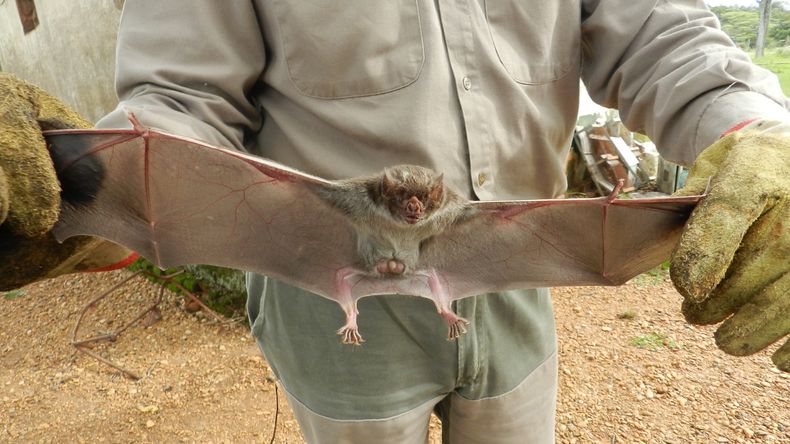 La rabia paresiante es causada por un virus transmitido por el vampiro común Desmodus rotundus.