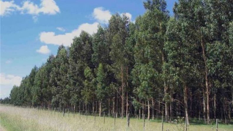 El compromiso con la producción sustentable impulsa la agroindustria argentina hacia nuevos mercados y un futuro más responsable.