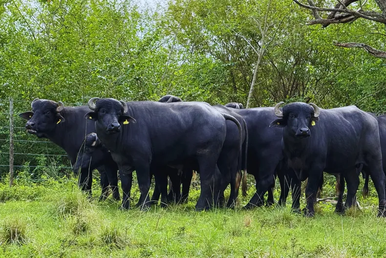 Búfalos. Rusticidad y potencial productivo en auge.