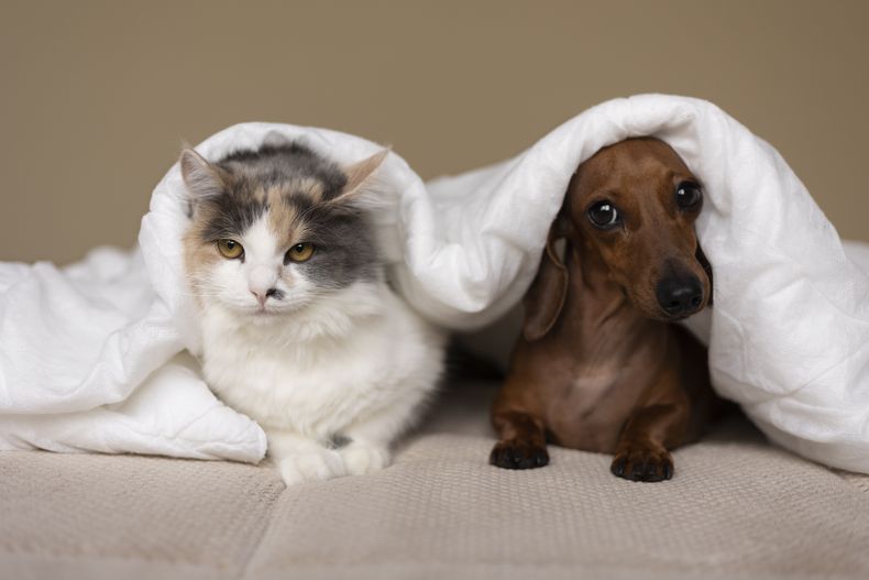 Recomendaciones para proteger del frío a los animales de compañía.