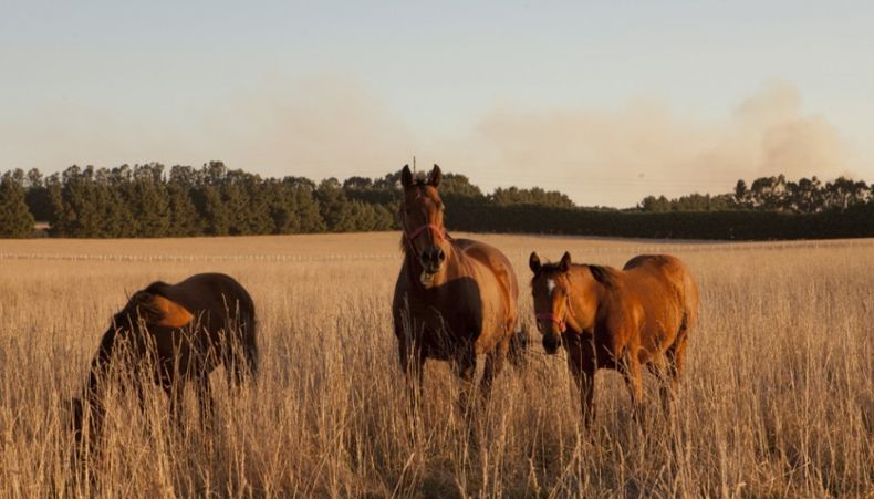 La encefalomielitis equina es también conocida como encefalitis viral equina o locura equina.
