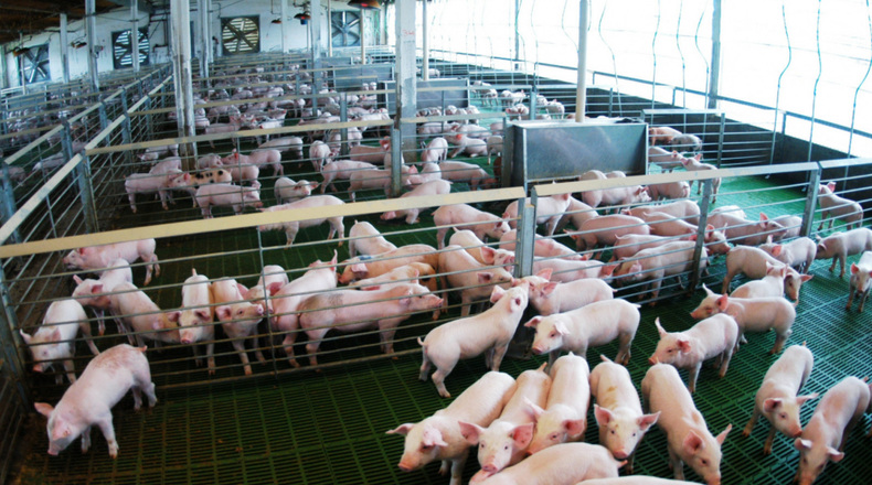 Carnes porcinas argentinas y un nuevo mercado en expansión.&nbsp;