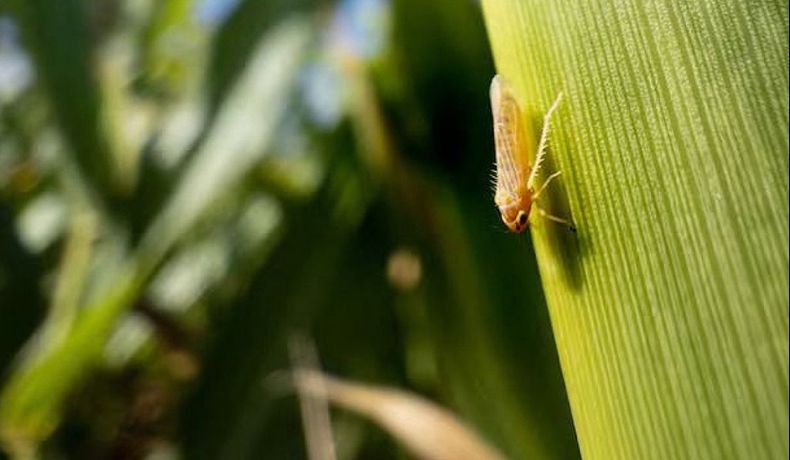 La chicharrita del maíz, en el centro de la estrategia sanitaria para la protección de cultivos.