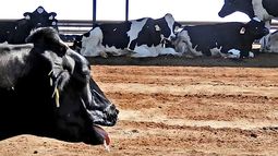 El bienestar animal demanda cuidados especiales en días de calor. El bienestar animal demanda cuidados especiales en días de calor.