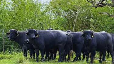 Búfalos. Rusticidad y potencial productivo en auge.