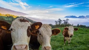 La educación continua en ganadería regenerativa impulsa la sustentabilidad y el futuro del sector agropecuario argentino.