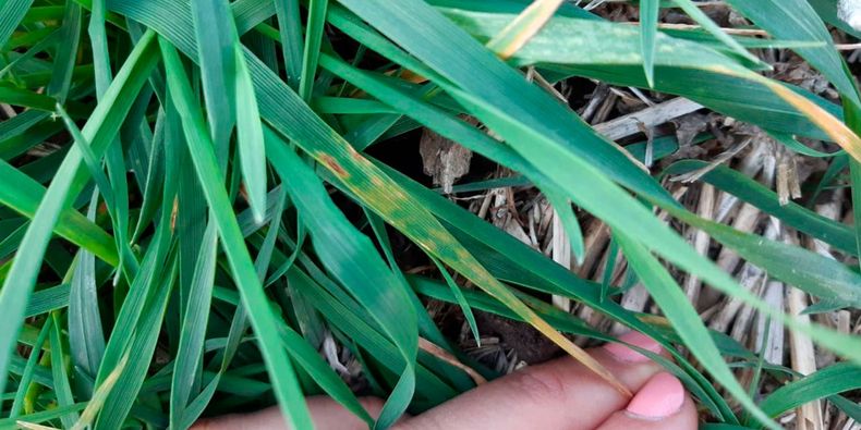 Las hojas del trigo muestran los primeros signos del avance de la enfermedad.
