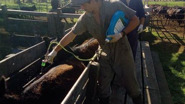 Motivar | Veterinario Plan Sanitario Bovinos Manga Nicolas Sottani