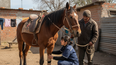 Tenencia responsable de Equinos: bienestar animal y salud en el trabajo.