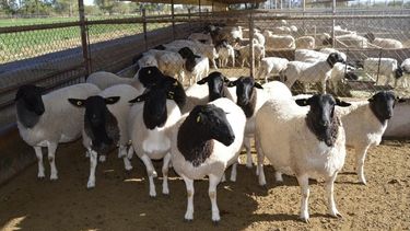 Scrapie. Especialistas destacan la importancia del manejo de la bioseguridad, diagnóstico veterinario y biogenotificación para reactivar y sostener las exportaciones.