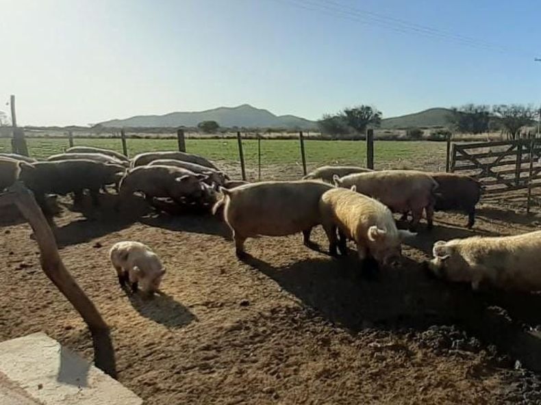 ppa porcinos senasa.jpg