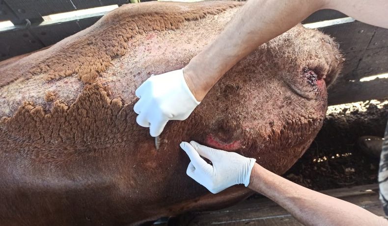 El diagnóstico temprano de la sarna bovina y su inmediato abordaje es esencial para su control.