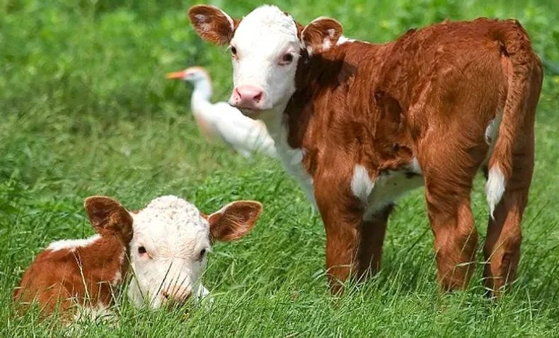El destete, un desafío clave para la ganadería.