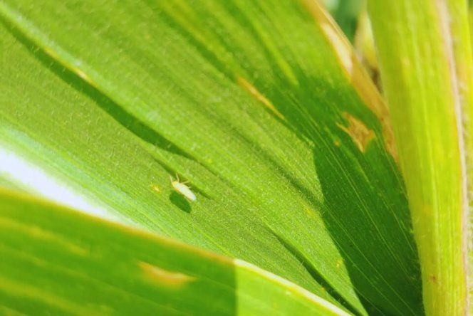 Prevención y manejo integrado, la mejor defensa según el INTA.
