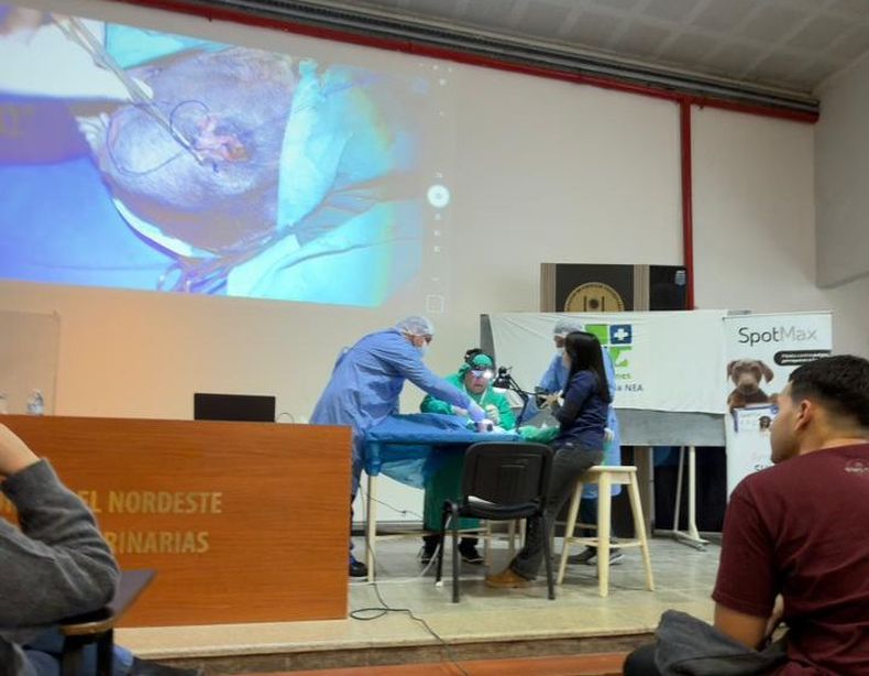 Jornadas de capacitación en clínica para animales de compañía.
